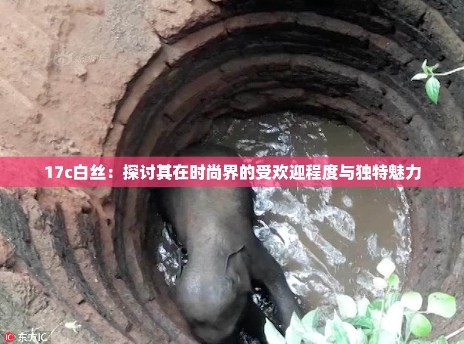 17c白丝：探讨其在时尚界的受欢迎程度与独特魅力