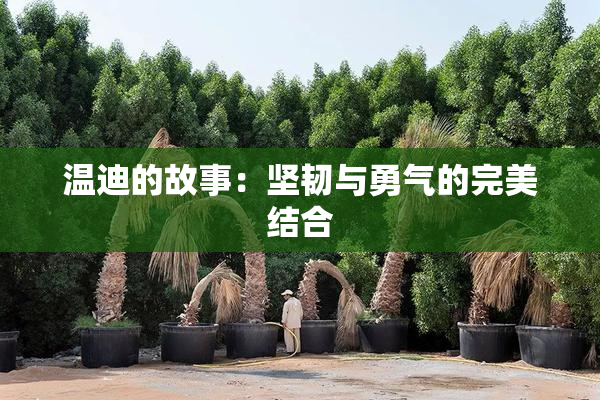 温迪的故事：坚韧与勇气的完美结合