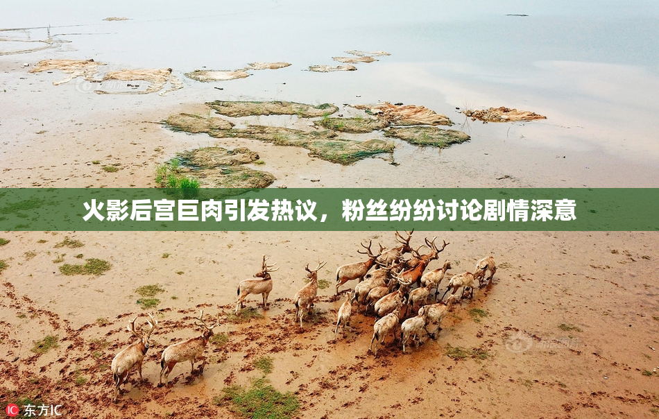 火影后宫巨肉引发热议，粉丝纷纷讨论剧情深意