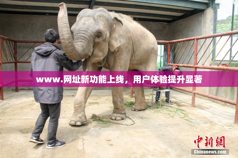 www.网址新功能上线，用户体验提升显著