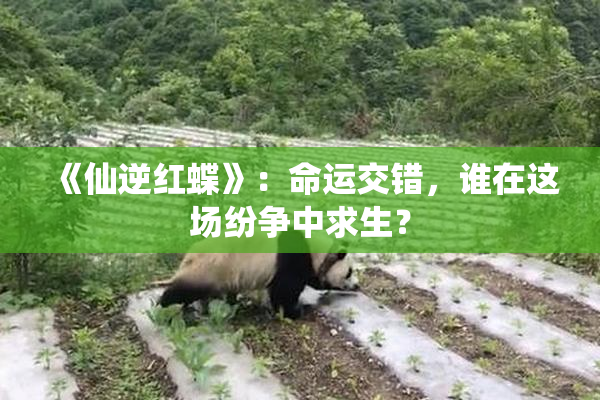《仙逆红蝶》：命运交错，谁在这场纷争中求生？