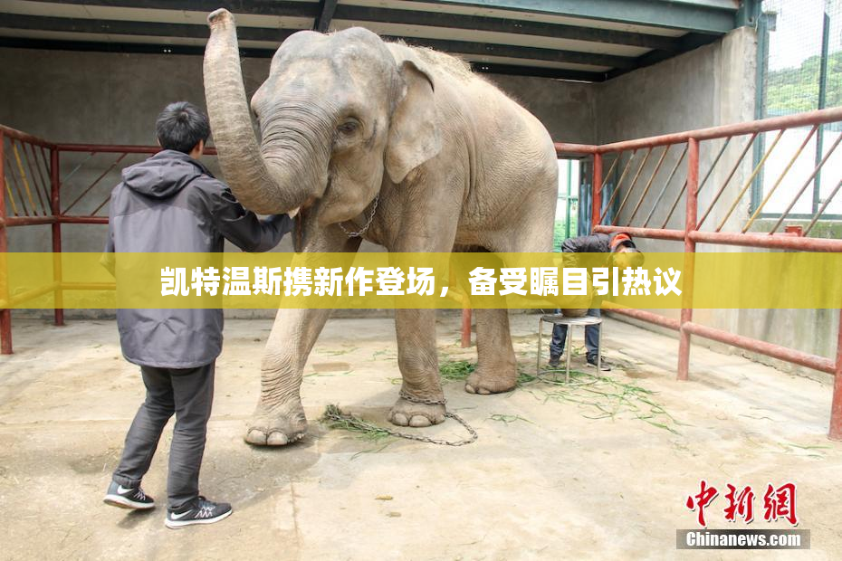 凯特温斯携新作登场，备受瞩目引热议