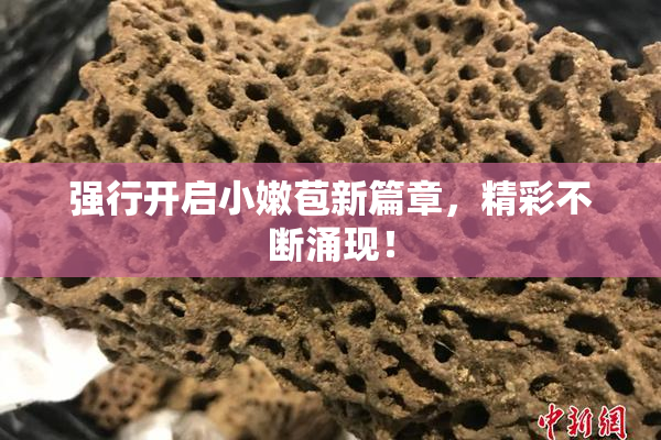 强行开启小嫩苞新篇章，精彩不断涌现！