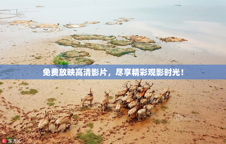 免费放映高清影片，尽享精彩观影时光！