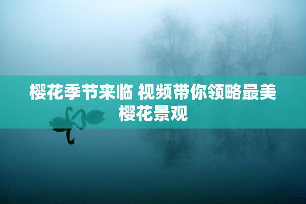 樱花季节来临 视频带你领略最美樱花景观