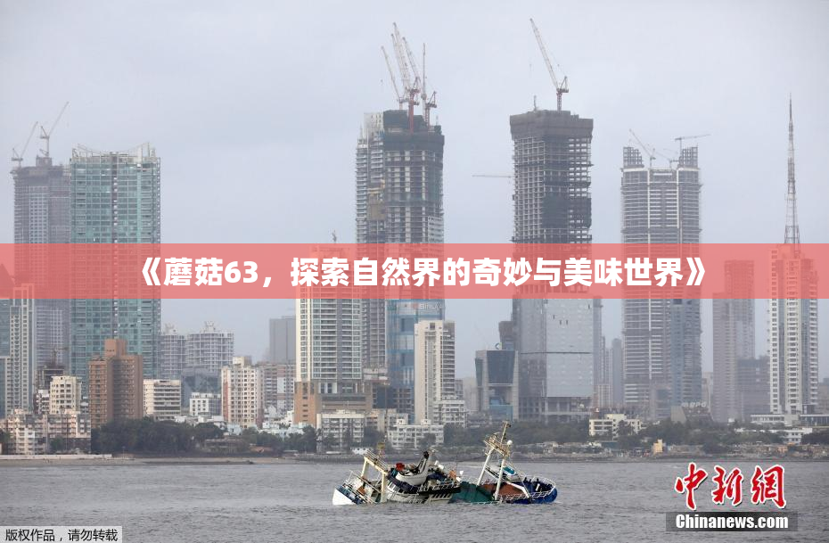 《蘑菇63，探索自然界的奇妙与美味世界》