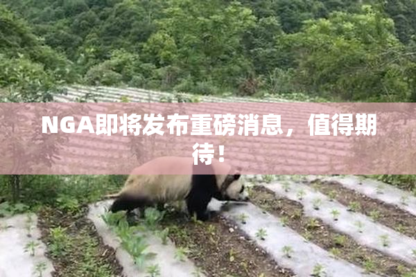 NGA即将发布重磅消息，值得期待！