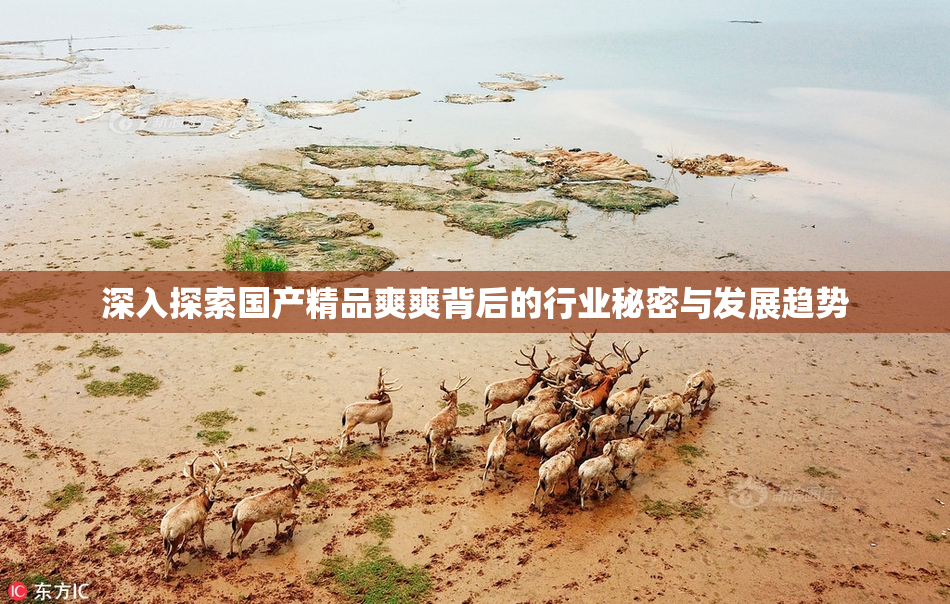 深入探索国产精品爽爽背后的行业秘密与发展趋势