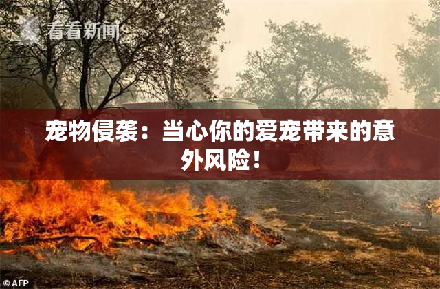 宠物侵袭：当心你的爱宠带来的意外风险！