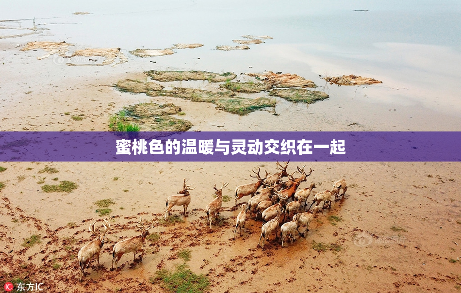 蜜桃色的温暖与灵动交织在一起