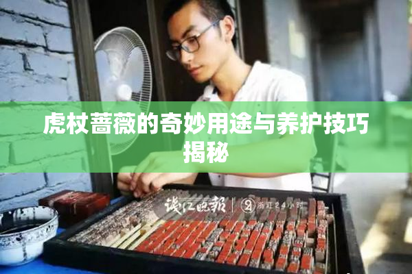 虎杖蔷薇的奇妙用途与养护技巧揭秘