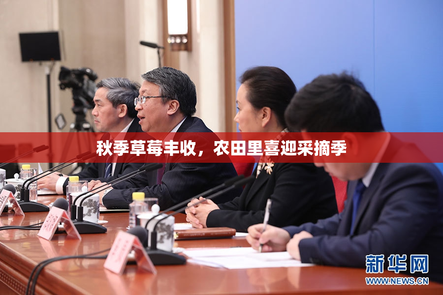 秋季草莓丰收，农田里喜迎采摘季