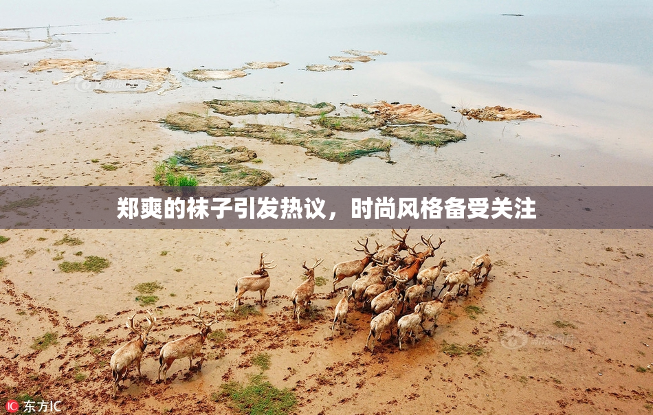 郑爽的袜子引发热议，时尚风格备受关注