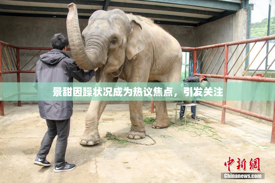 景甜因躁状况成为热议焦点，引发关注