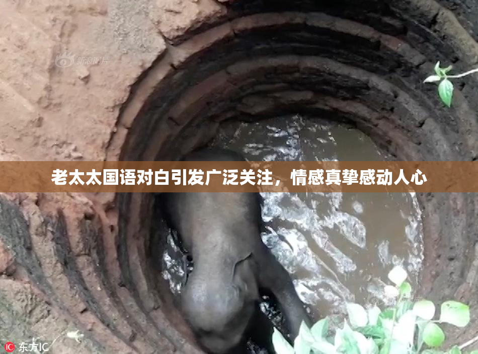 老太太国语对白引发广泛关注，情感真挚感动人心