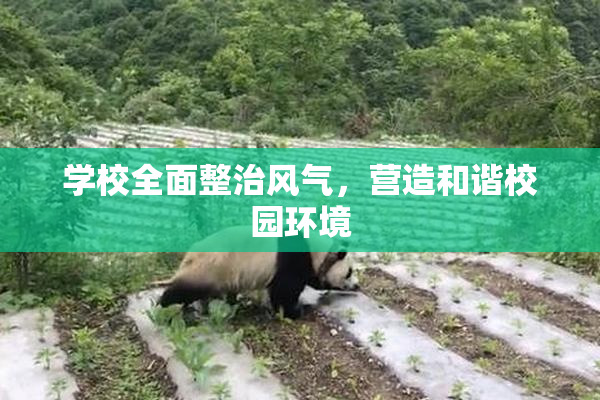 学校全面整治风气，营造和谐校园环境