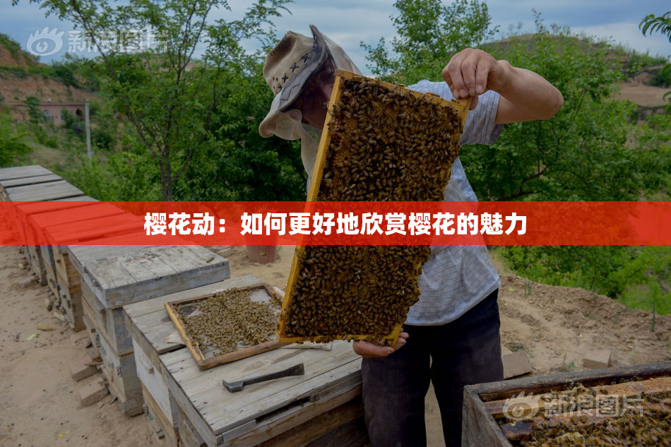 樱花动：如何更好地欣赏樱花的魅力