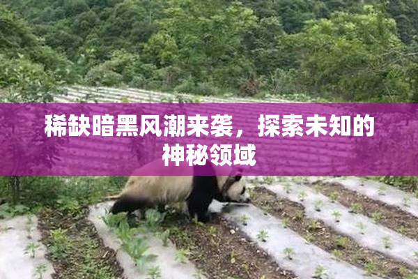 稀缺暗黑风潮来袭，探索未知的神秘领域