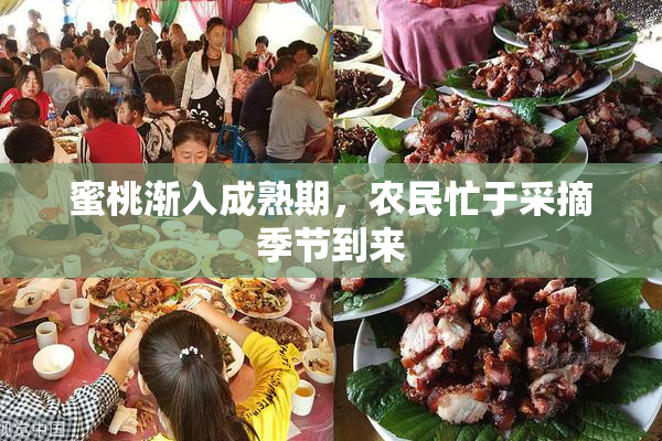 蜜桃渐入成熟期，农民忙于采摘季节到来