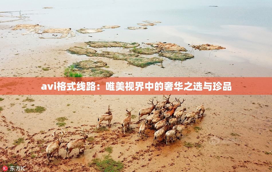 avi格式线路：唯美视界中的奢华之选与珍品
