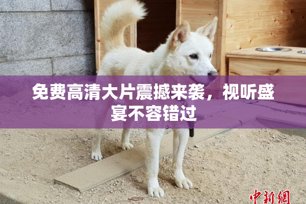 免费高清大片震撼来袭，视听盛宴不容错过