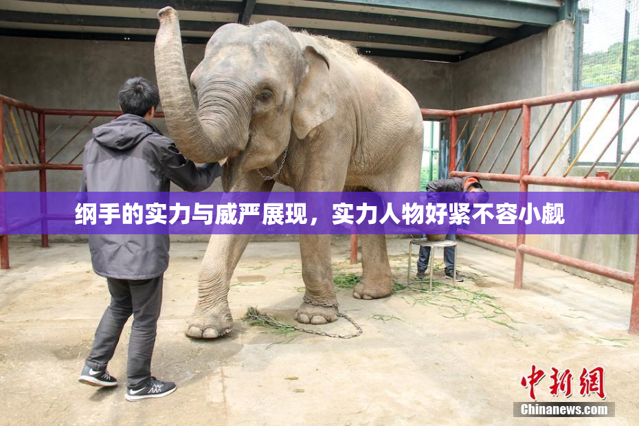 纲手的实力与威严展现，实力人物好紧不容小觑