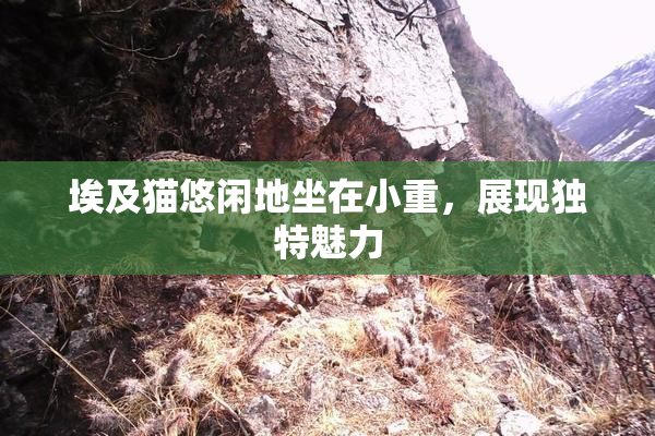 埃及猫悠闲地坐在小重，展现独特魅力