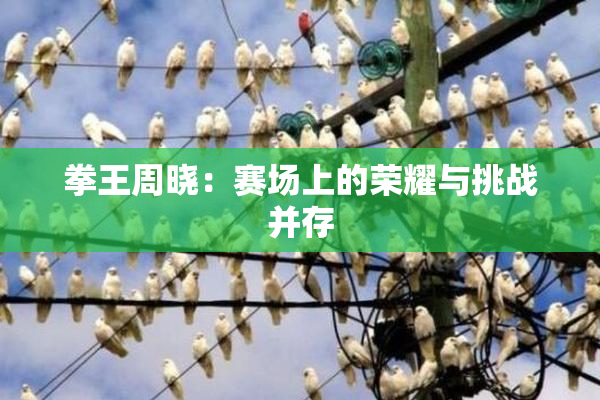 拳王周晓：赛场上的荣耀与挑战并存