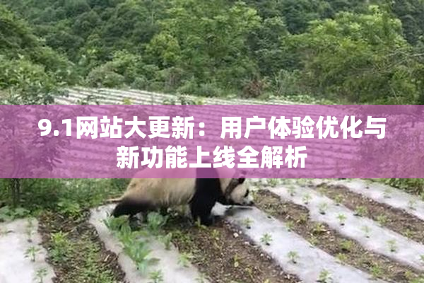 9.1网站大更新：用户体验优化与新功能上线全解析