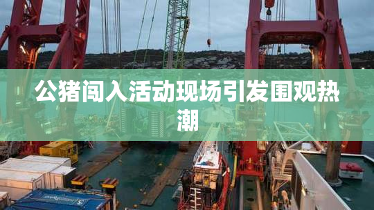 公猪闯入活动现场引发围观热潮