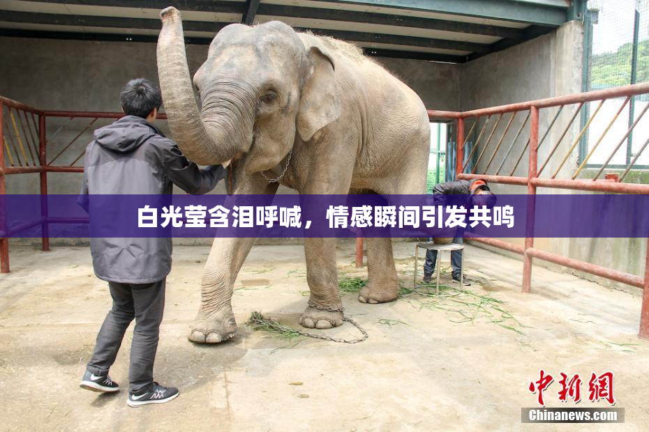 白光莹含泪呼喊，情感瞬间引发共鸣