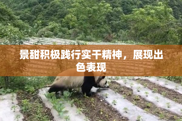 景甜积极践行实干精神，展现出色表现