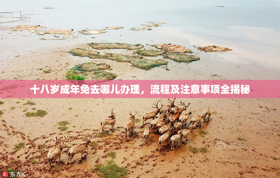 十八岁成年免去哪儿办理，流程及注意事项全揭秘
