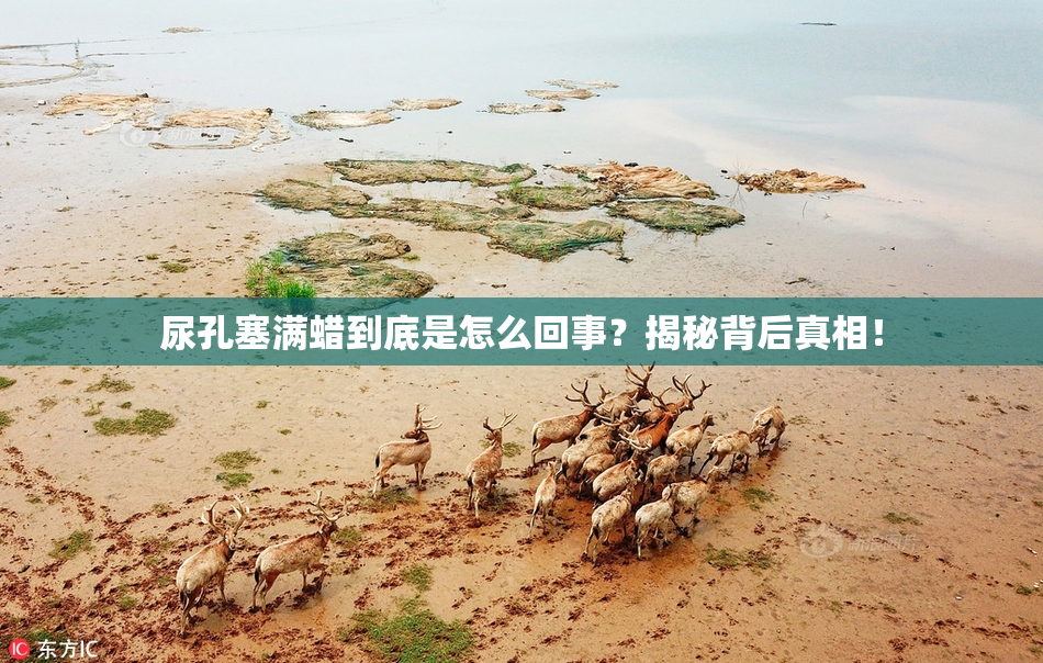 尿孔塞满蜡到底是怎么回事？揭秘背后真相！