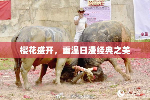 樱花盛开，重温日漫经典之美