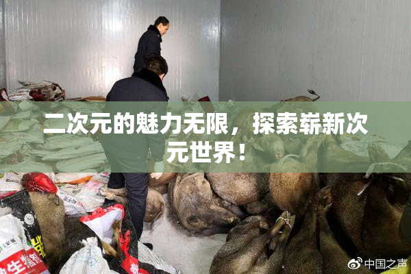 二次元的魅力无限，探索崭新次元世界！
