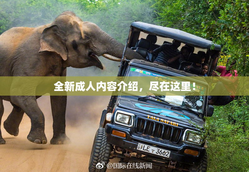 全新成人内容介绍，尽在这里！