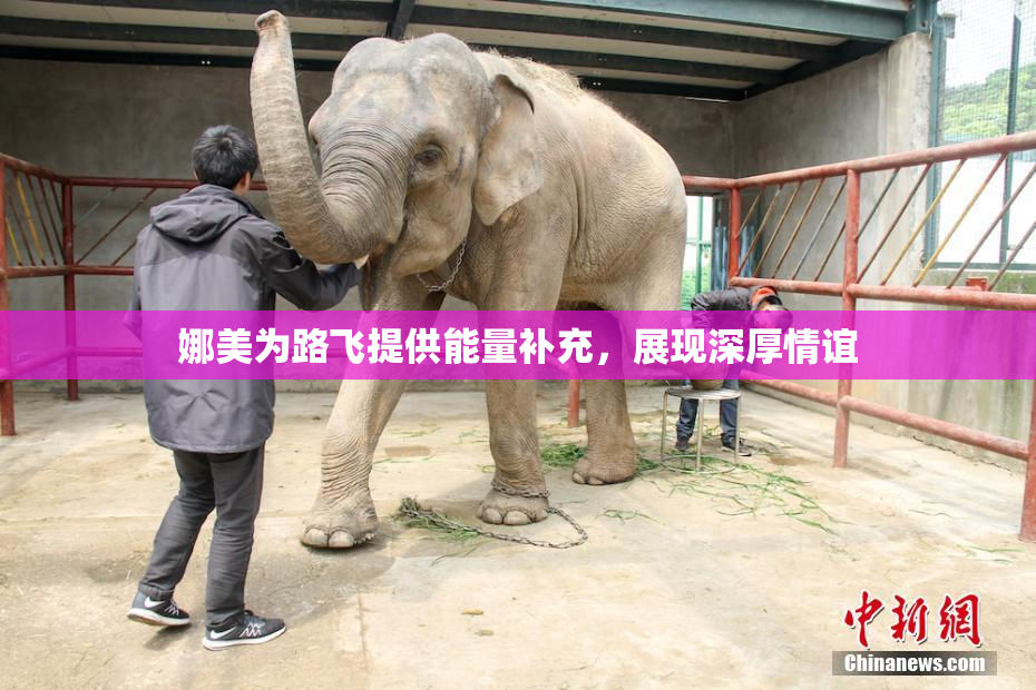 娜美为路飞提供能量补充，展现深厚情谊