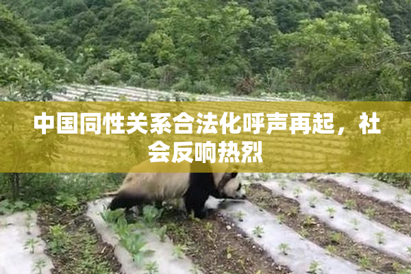 中国同性关系合法化呼声再起，社会反响热烈