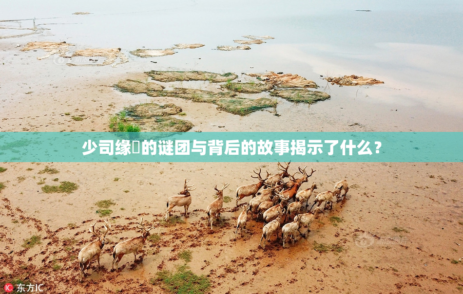 少司缘婬的谜团与背后的故事揭示了什么？