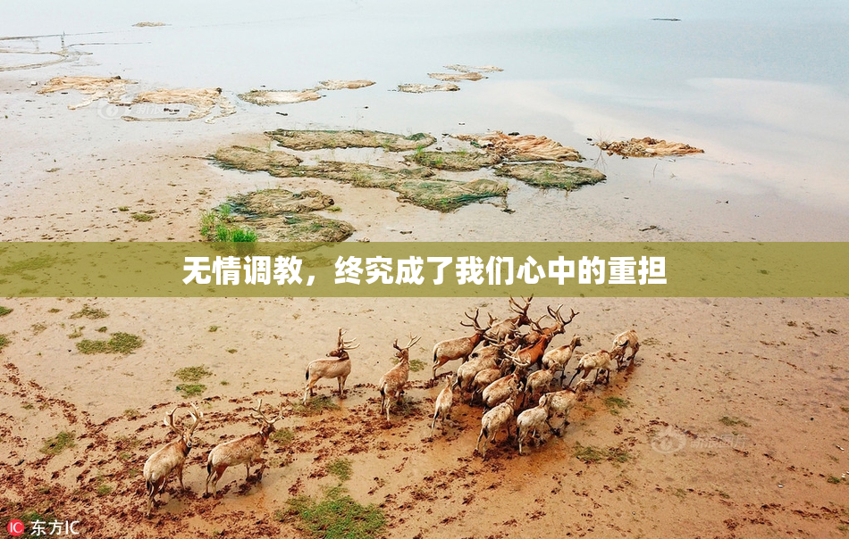 无情调教，终究成了我们心中的重担