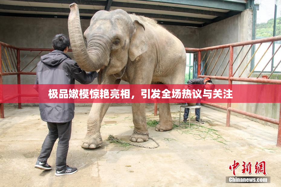 极品嫩模惊艳亮相，引发全场热议与关注