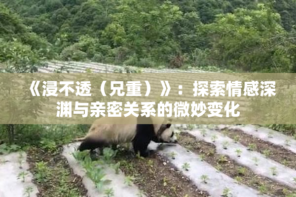 《浸不透（兄重）》：探索情感深渊与亲密关系的微妙变化