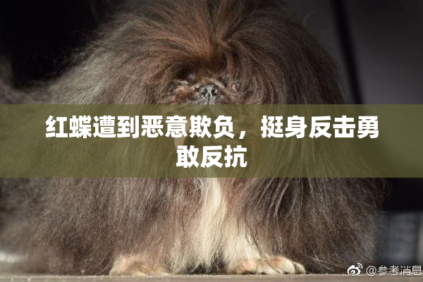 红蝶遭到恶意欺负，挺身反击勇敢反抗
