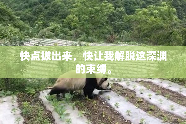 快点拔出来，快让我解脱这深渊的束缚。