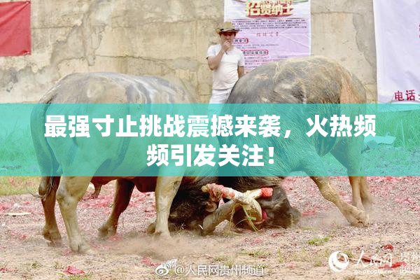 最强寸止挑战震撼来袭，火热频频引发关注！