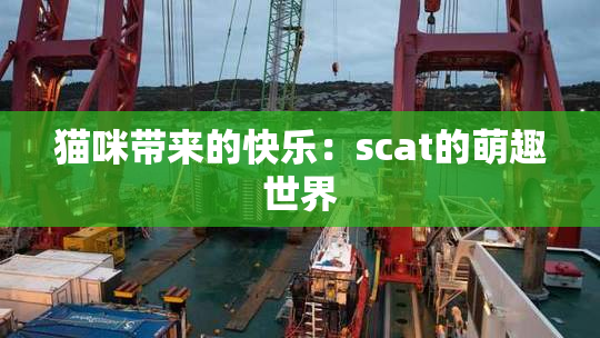 猫咪带来的快乐：scat的萌趣世界