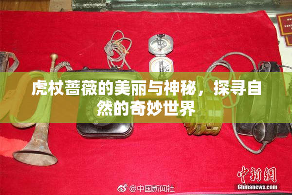 虎杖蔷薇的美丽与神秘，探寻自然的奇妙世界