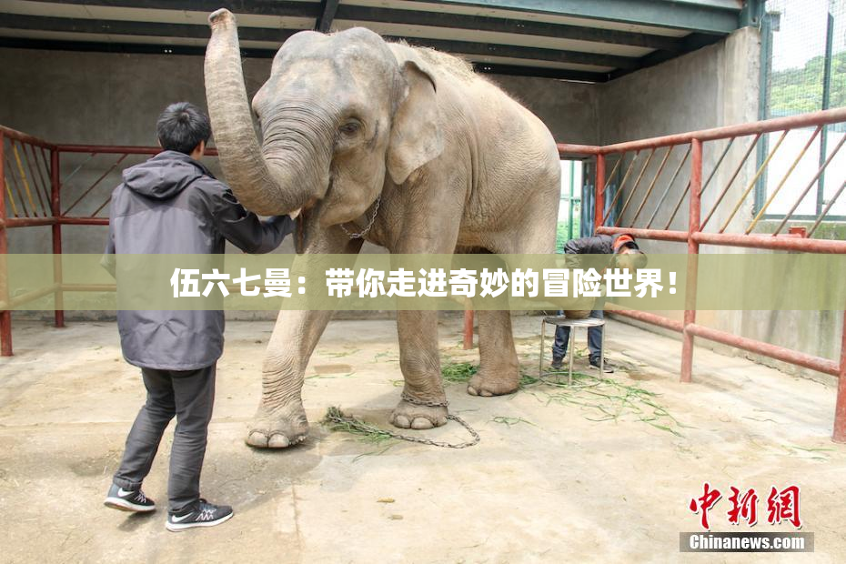 伍六七曼：带你走进奇妙的冒险世界！