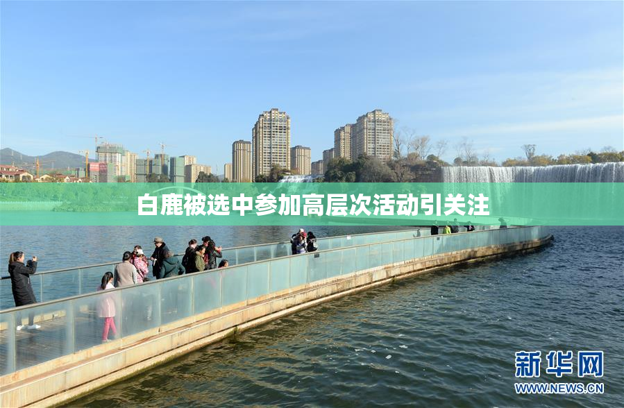 白鹿被选中参加高层次活动引关注